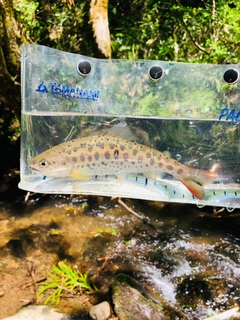 ヤマメの釣果