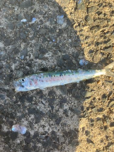 イワシの釣果