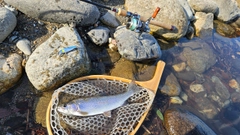 ニジマスの釣果