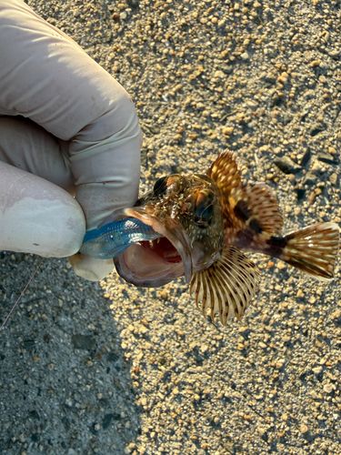 カサゴの釣果