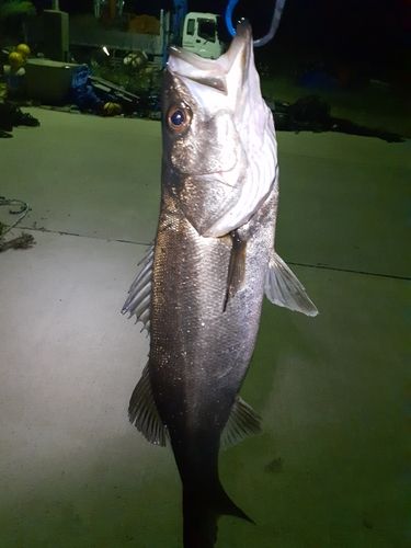 スズキの釣果