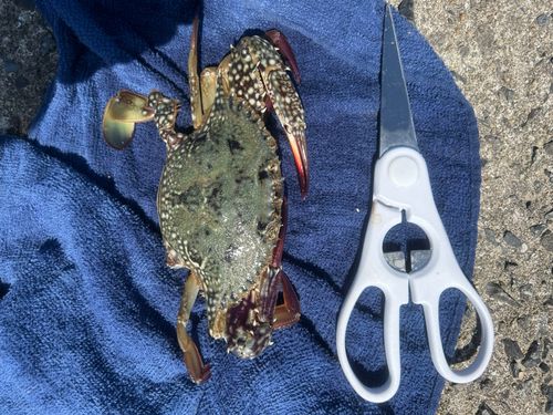 ワタリガニの釣果