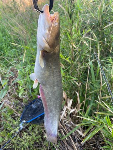 ナマズの釣果