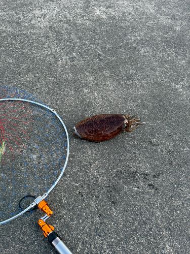 コウイカの釣果