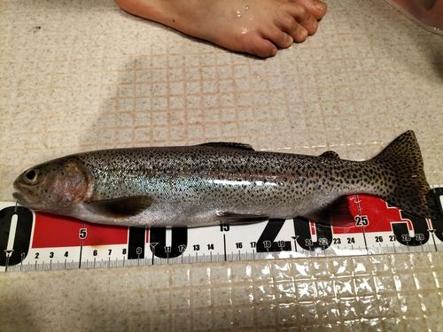 ニジマスの釣果