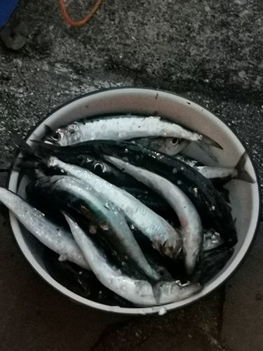 イワシの釣果