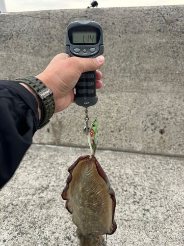 コウイカの釣果