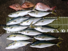 ヤズの釣果