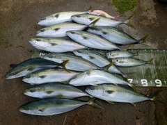 ヤズの釣果
