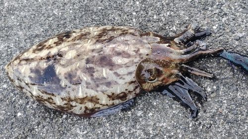コウイカの釣果