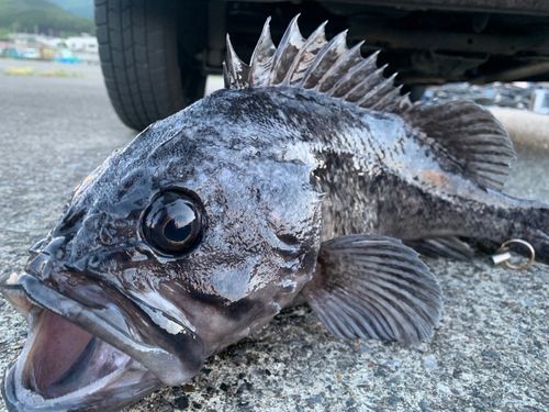 クロソイの釣果