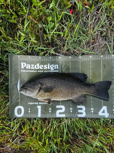 スモールマウスバスの釣果