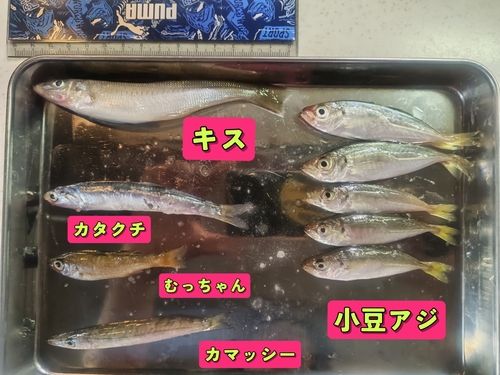 サバの釣果