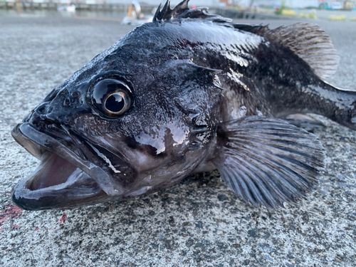 クロソイの釣果