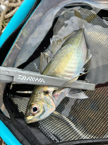 アオジの釣果