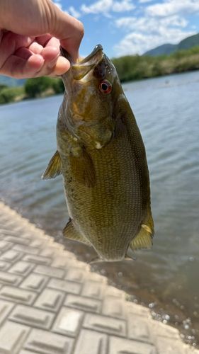 スモールマウスバスの釣果