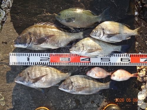 チヌの釣果