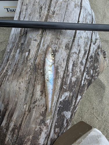 シロギスの釣果