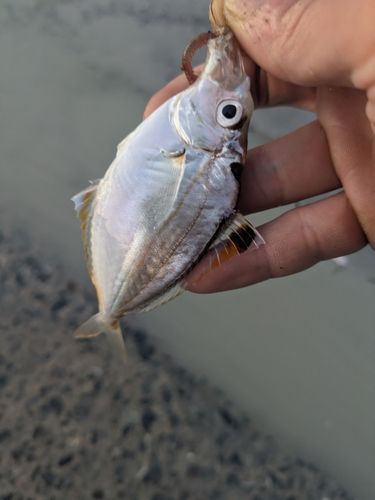 ヒイラギの釣果