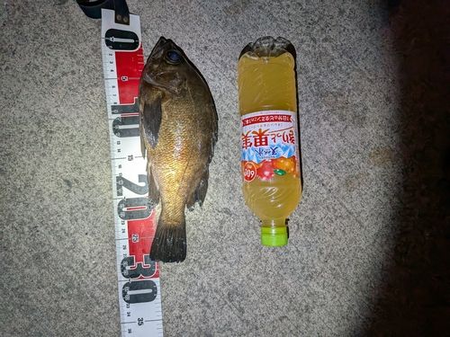 メバルの釣果