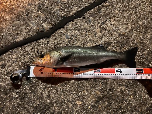 シーバスの釣果