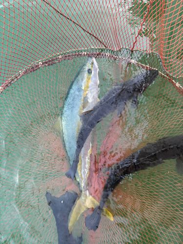 ヒラマサの釣果