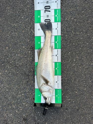 釣果