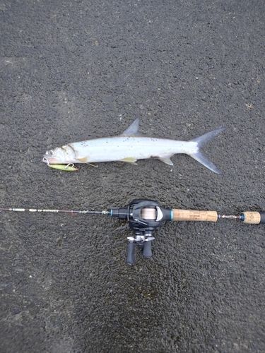 カライワシの釣果