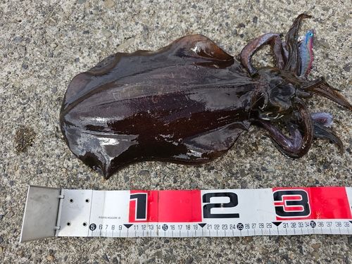 アオリイカの釣果
