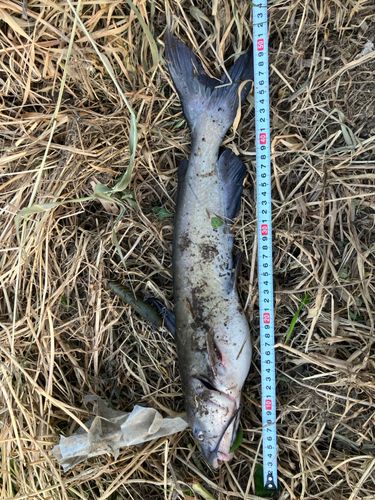 アメリカナマズの釣果
