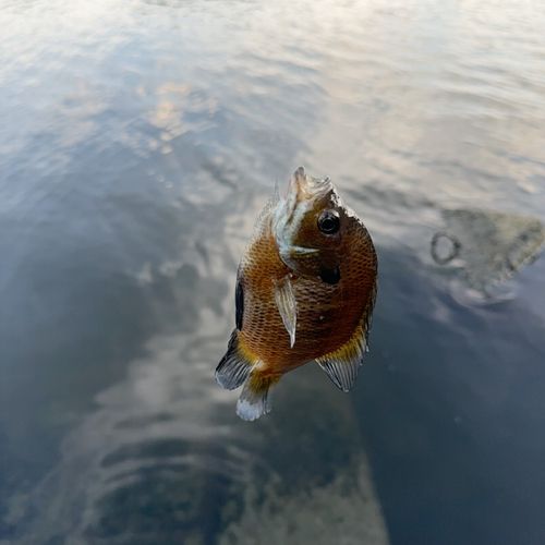 ブルーギルの釣果