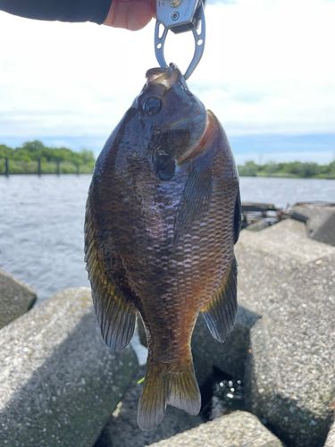 ブルーギルの釣果