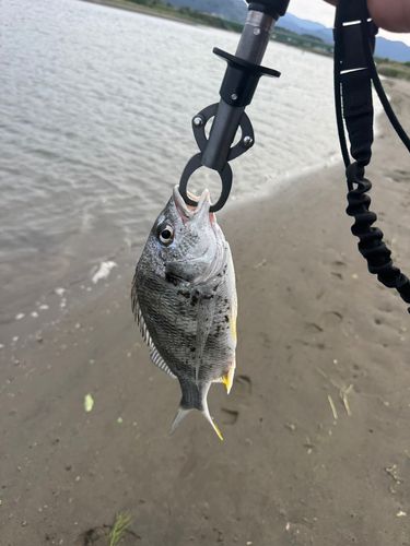 キビレの釣果