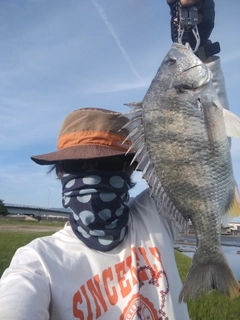キチヌの釣果
