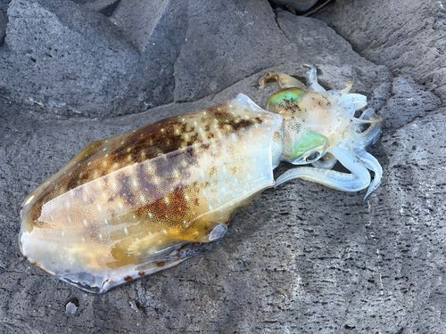 アオリイカの釣果