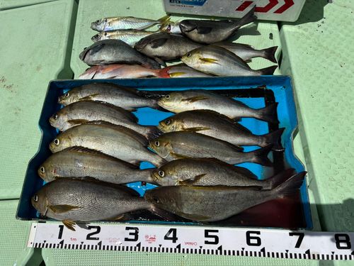イサキの釣果