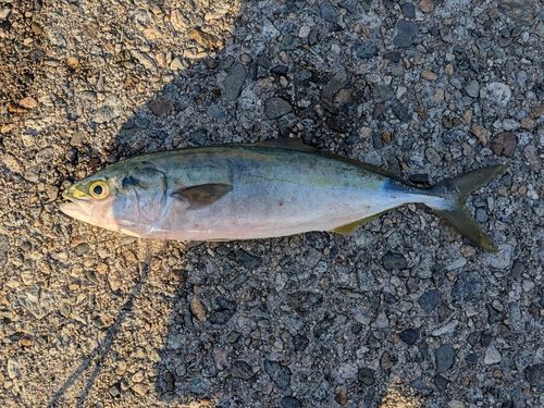 ツバイソの釣果
