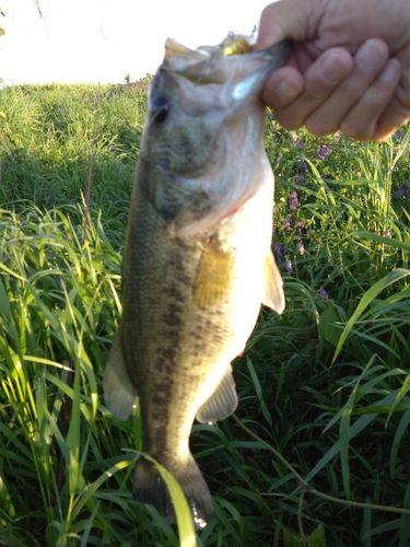 ラージマウスバスの釣果