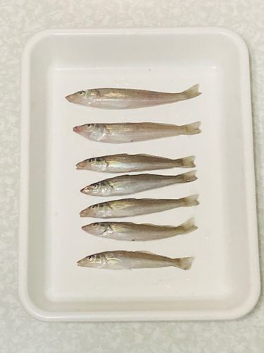 キスの釣果