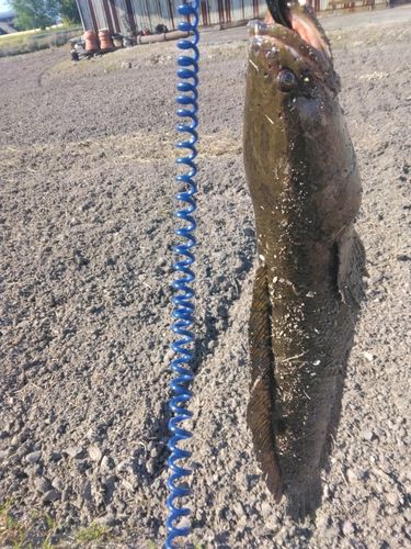 ライギョの釣果