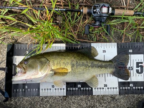 ブラックバスの釣果