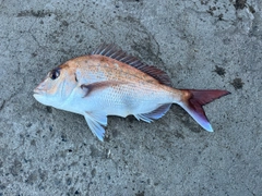 マダイの釣果