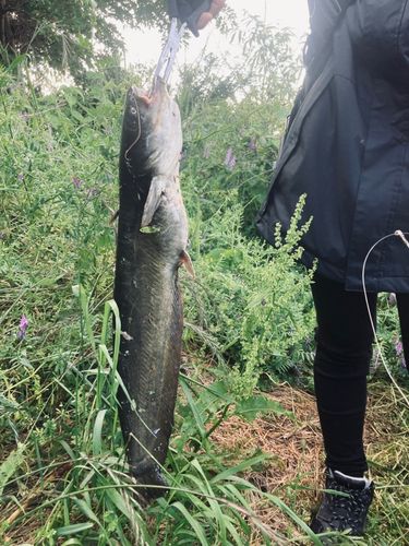 ナマズの釣果