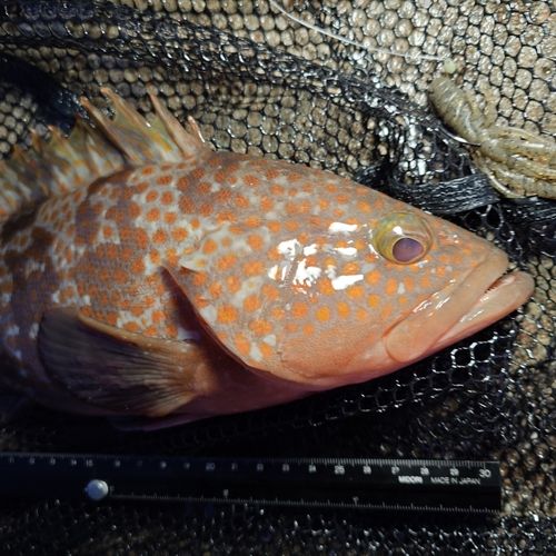 キジハタの釣果