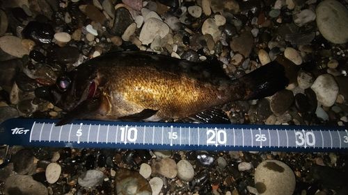 クロメバルの釣果