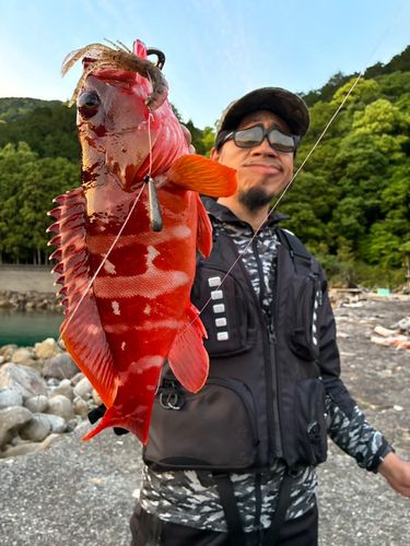 アカハタの釣果