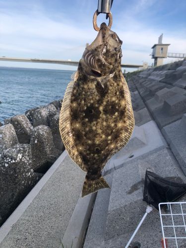 ヒラメの釣果