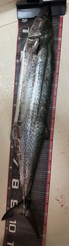 サワラの釣果