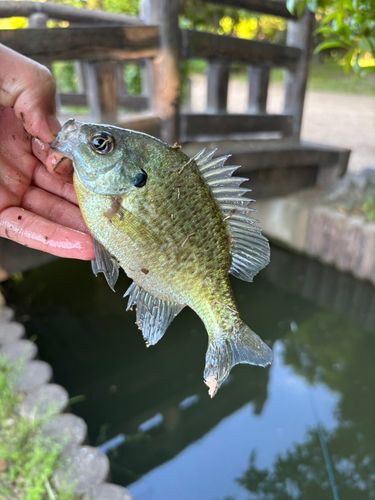 ブルーギルの釣果