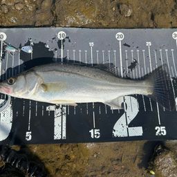 シーバス・マゴチの釣果写真
